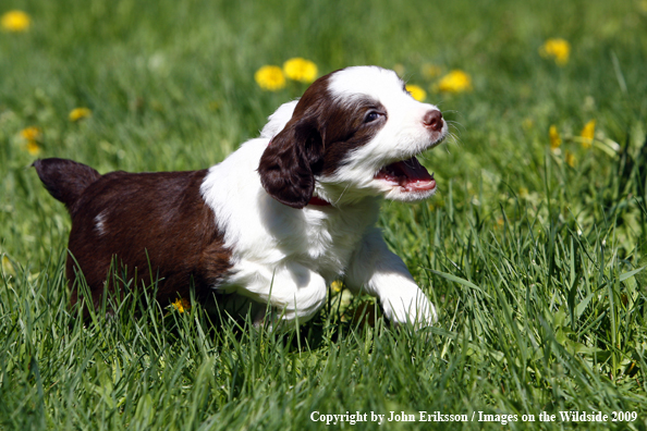 Springer Spaniel puppy in grass
