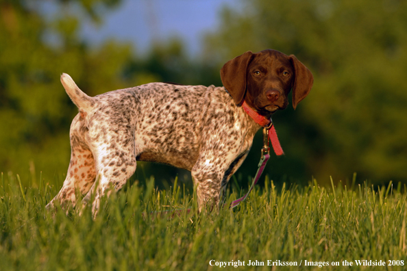 German Shorthaired Pointer Pup