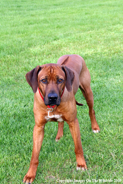 Rhodesian Ridgeback