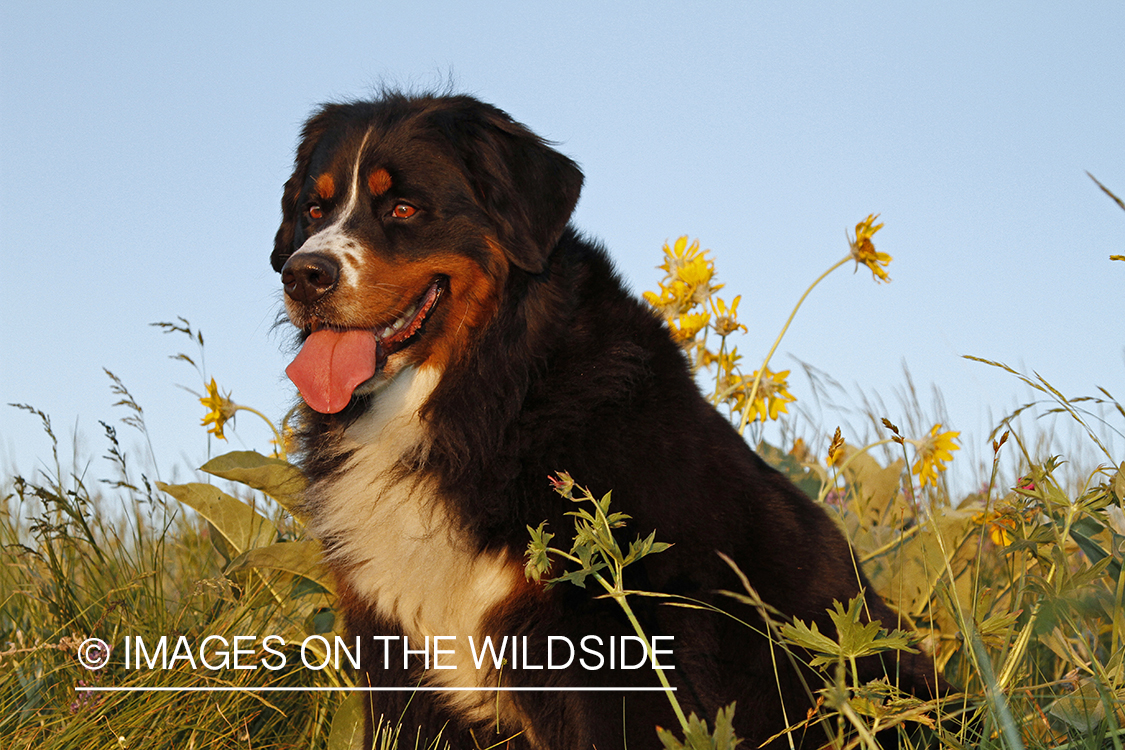 Bernese Mountain Dog. 