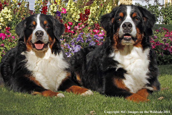 Bernese Mountain Dogs.