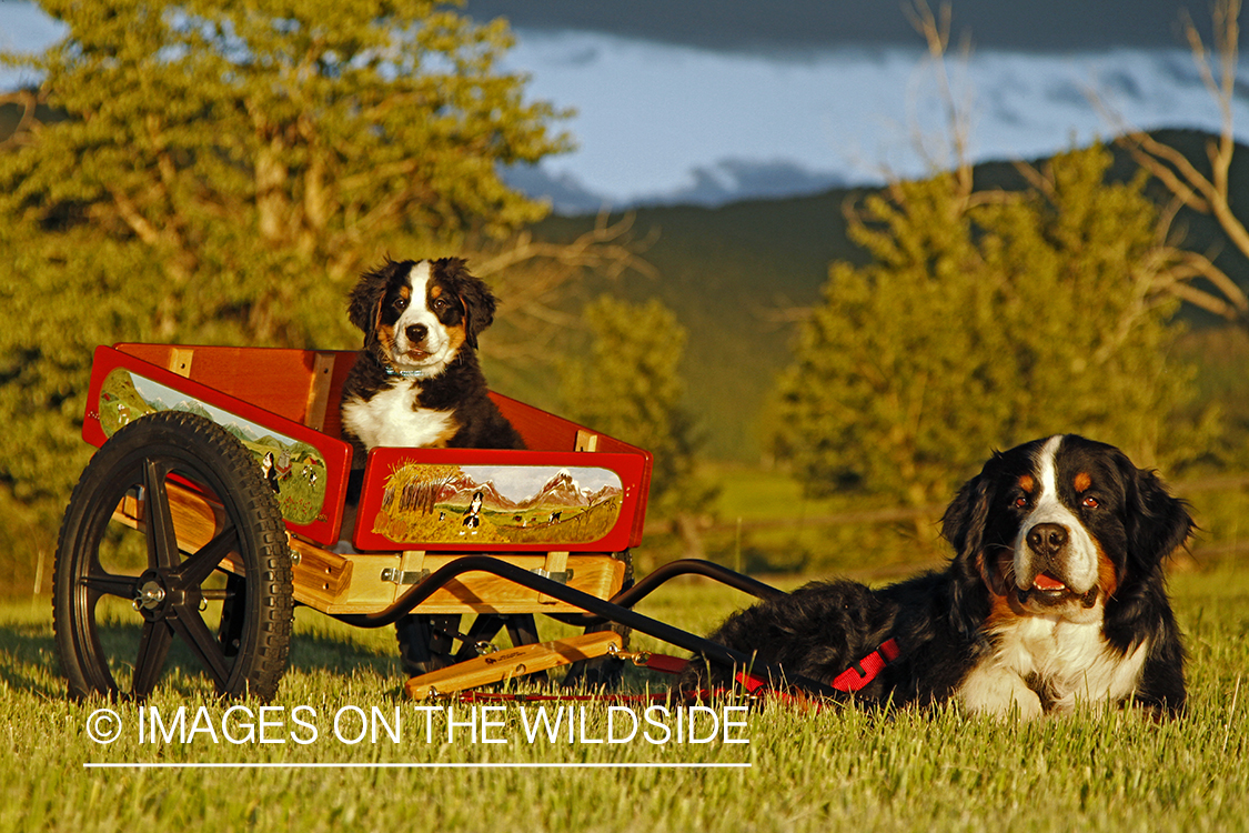 Bernese Mountain Dog pulling a Bernese puppy in a wagon.