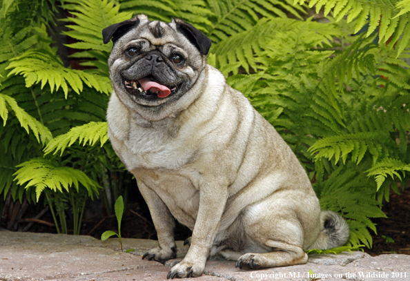 Pug in yard. 