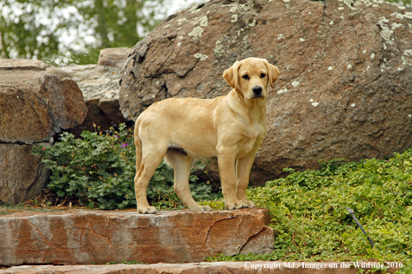 Yellow Labrador Retriever Puppy