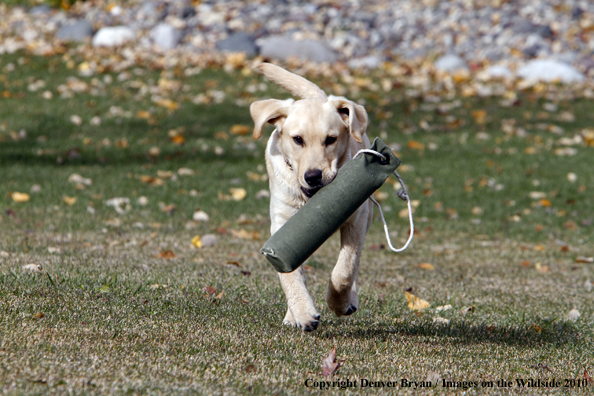 Yellow Labrador Retriever Puppy with training/retrieving dummy