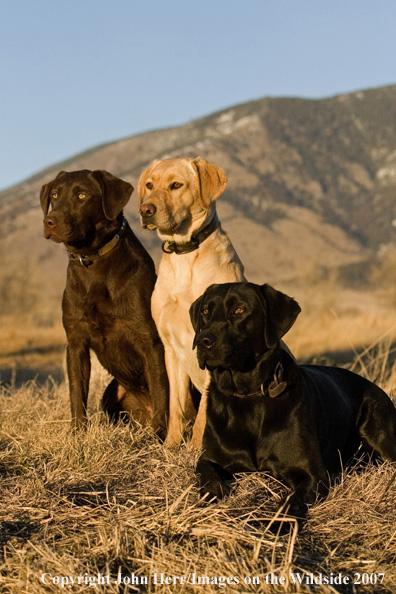 Multi-colored labrador retrievers in field.
