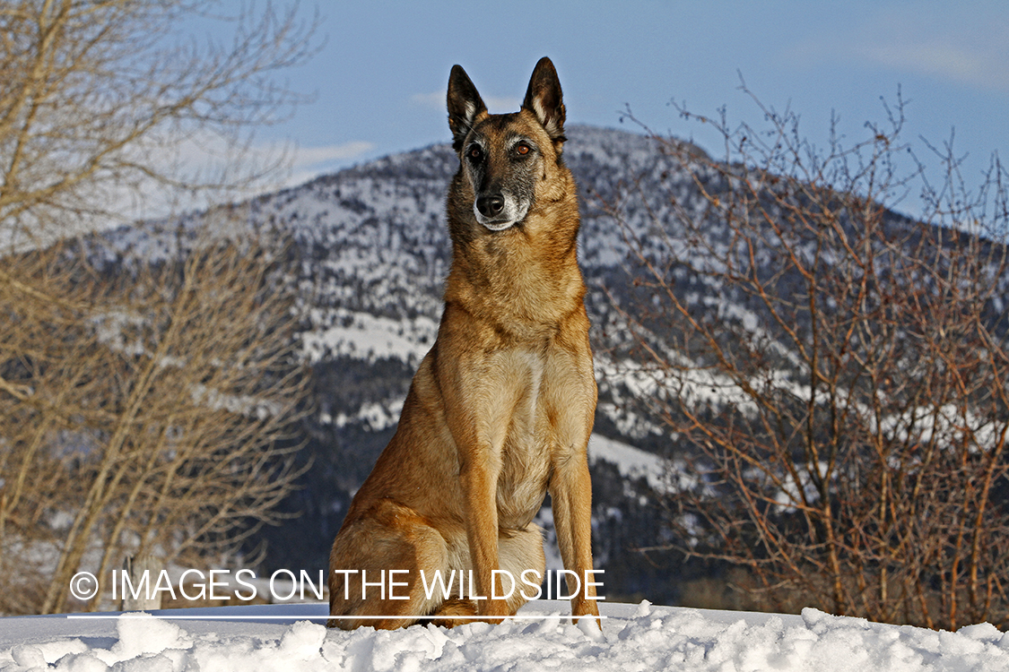 Belgian Shepherd Malinois