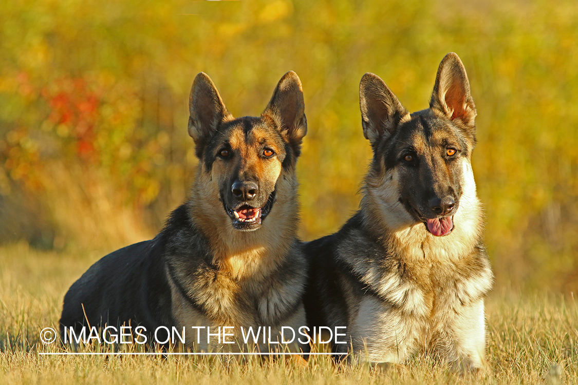 German Shepherds in grass.