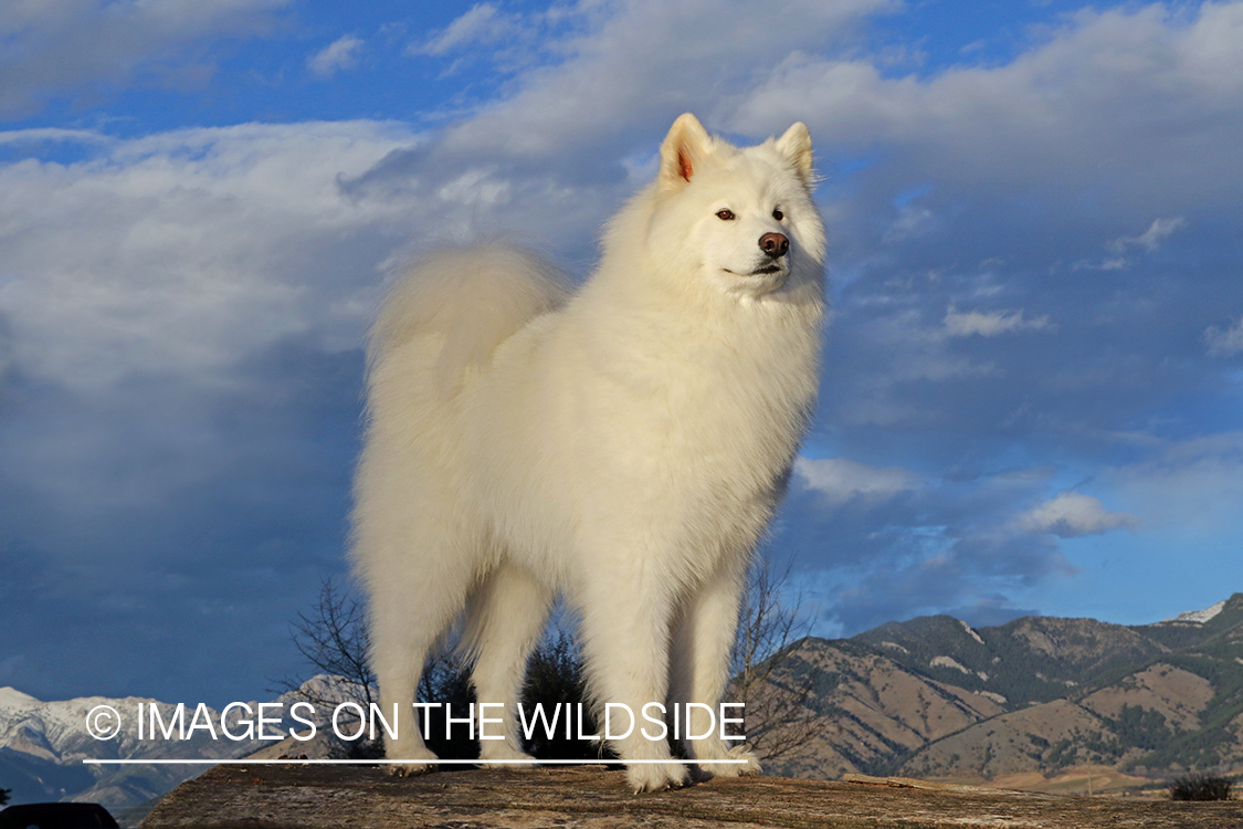 Samoyed standing on rock.