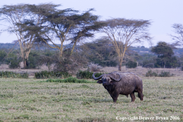 African Cape Buffalo