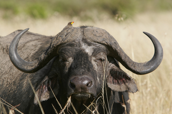 African Cape Buffalo