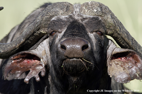 Cape buffalo in habitat, Kenya, Africa.