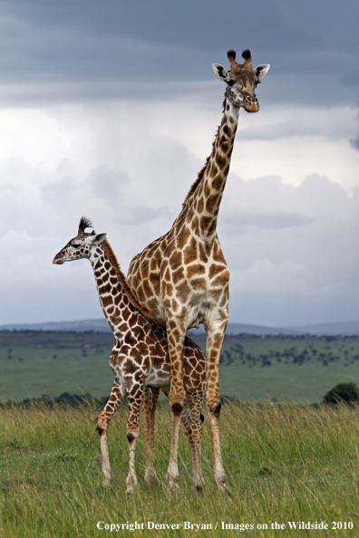 Masai Giraffe (adult with young)