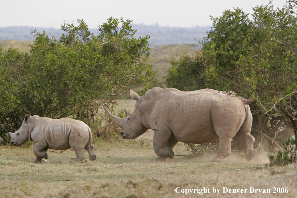 White African Rhinocerouses