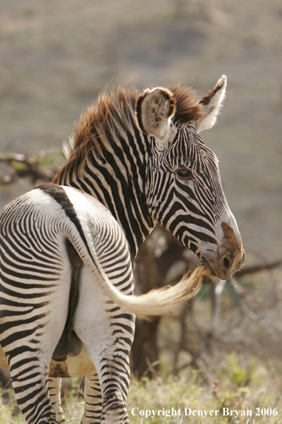 Grevy's Zebra