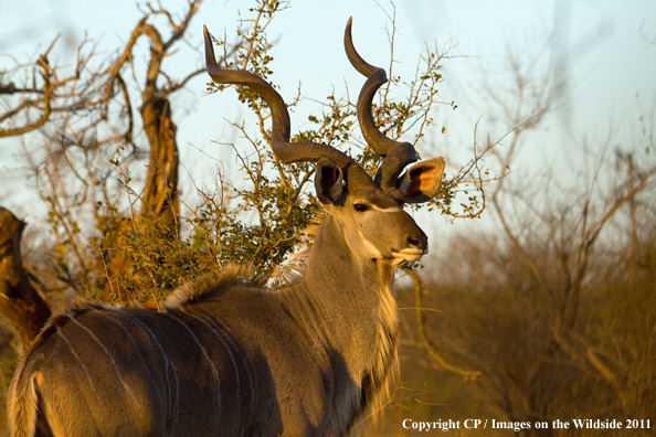 Kudu in habitat. 