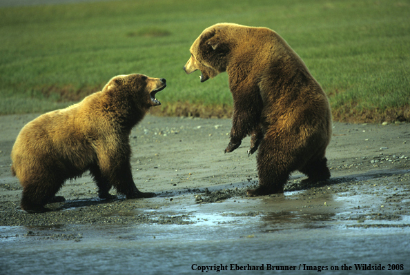 Brown Bear in habitat