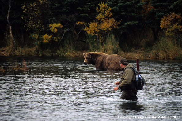 Brown bear with fly fisherman