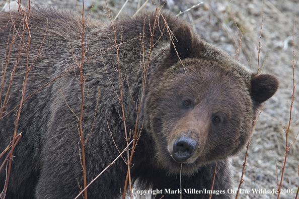 Grizzly bear in habitat.