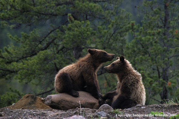 Brown/Grizzly Bear cubs
