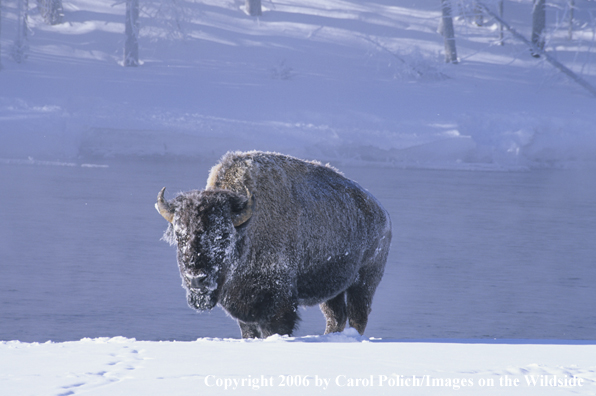American Bison in habitat.