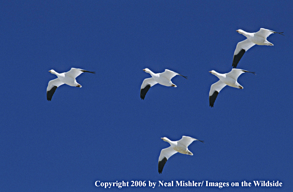 Snow geese in flight.
