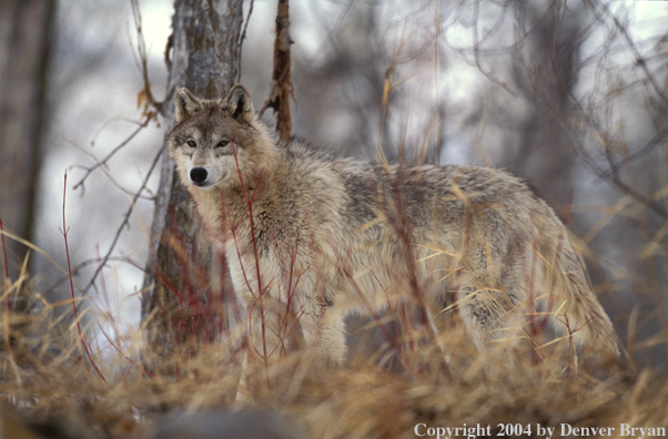 Gray wolf in winter habitat.