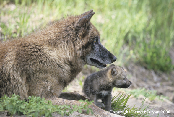 Gray wolf pup with adult wolf.
