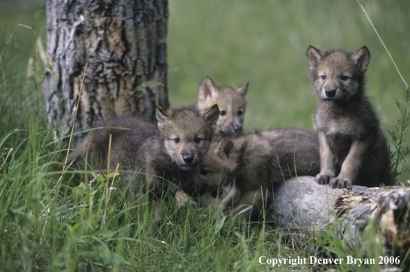 Gray wolf pups in habitat.