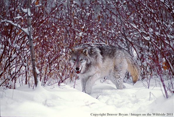 Gray wolf in winter habitat.