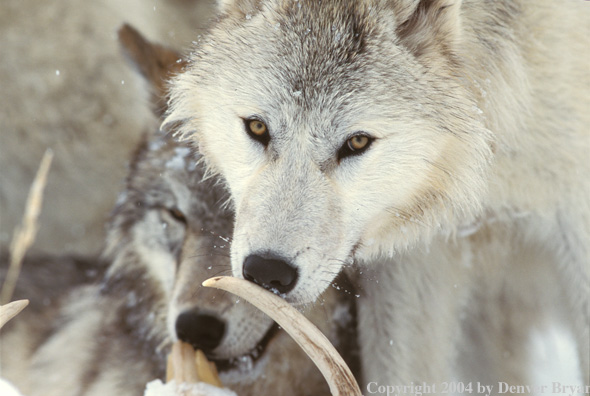 Gray wolves with kill.