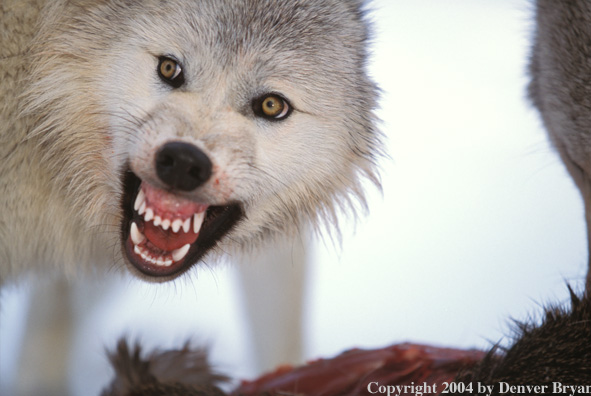 Gray wolf snarling.