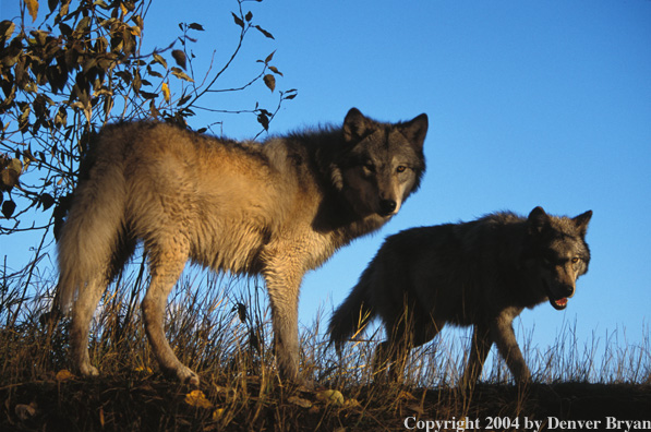 Gray wolves in habitat.