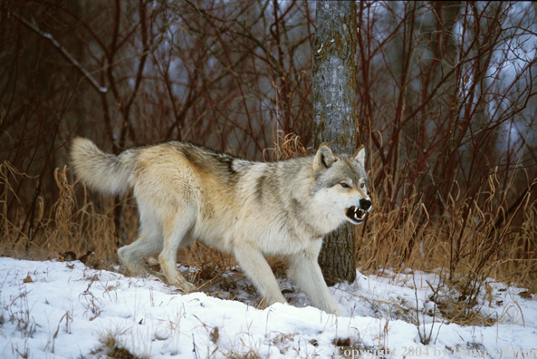 Gray wolf in winter habitat.