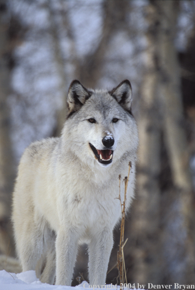 Gray wolf in winter habitat.