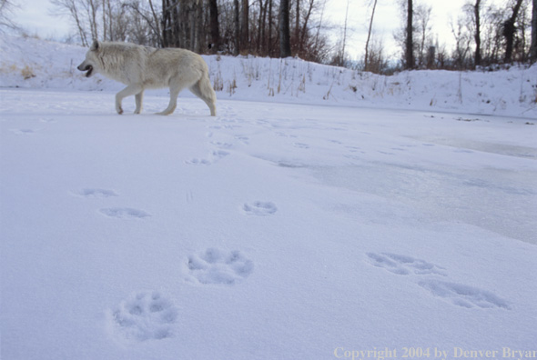 Gray wolf in winter habitat.