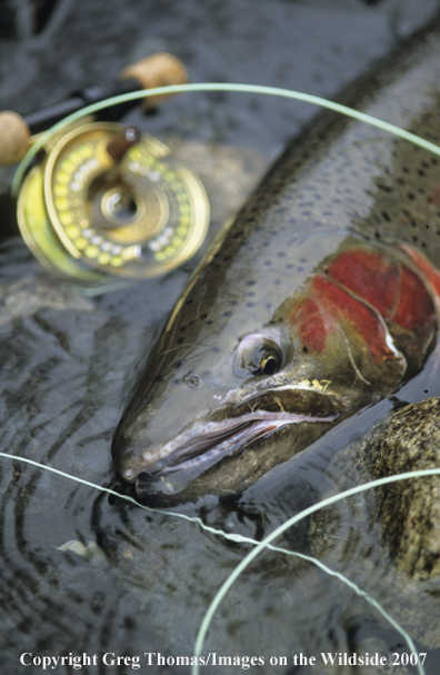 Flyfishing steelhead