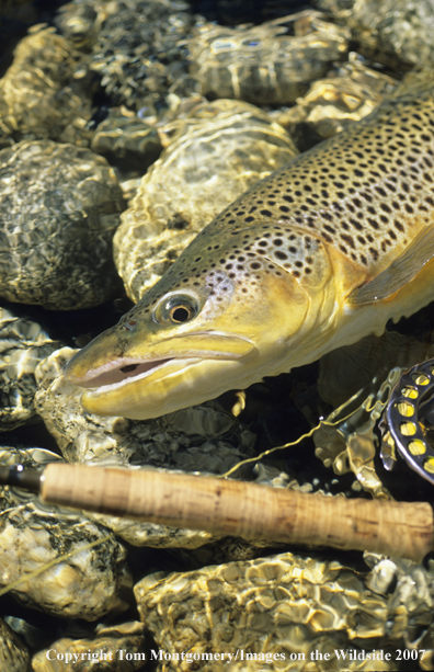 Brown Trout
