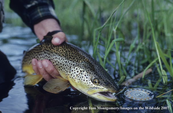 Brown Trout