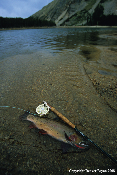 Cutthroat Trout With Rod