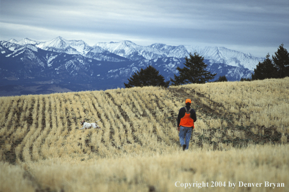 Upland bird hunter with English Pointer.