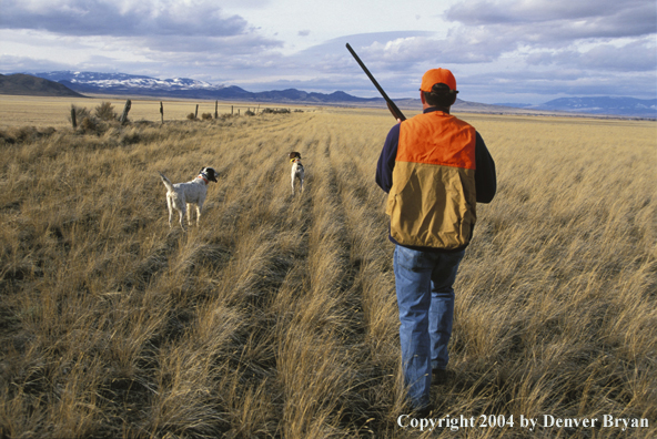 Upland bird hunter with English Pointer and Setter.