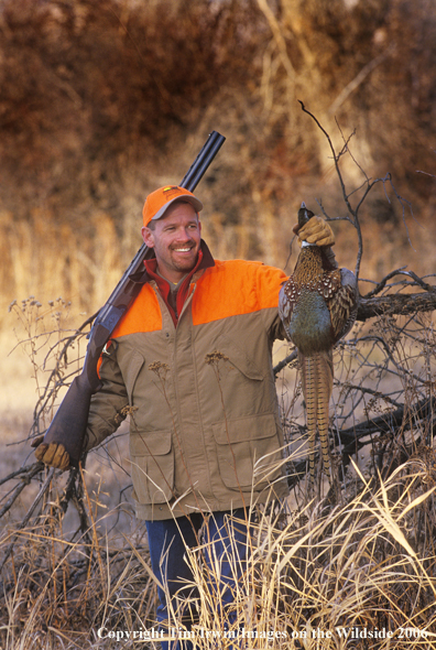 Upland game bird hunter with bagged pheasant.  