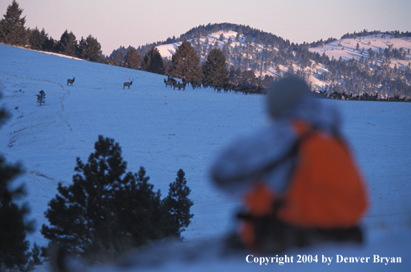 Big game hunter aiming/shooting at herd of elk.
