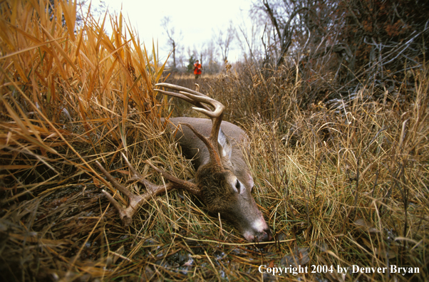 Hunter approaching downed white-tailed deer.
