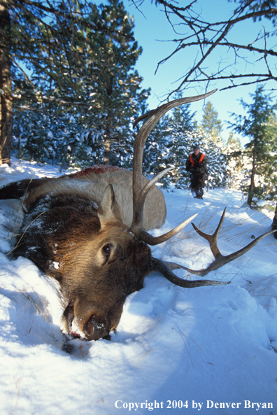 Big game hunter approaching downed elk.