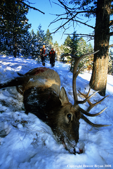 Downed Elk with hunters approaching