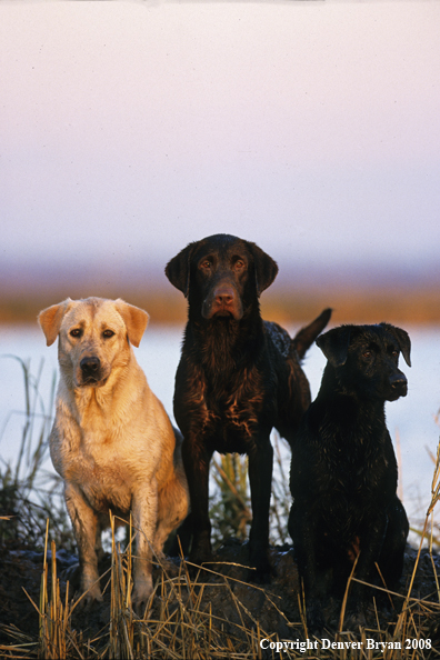 Labrador Retrievers