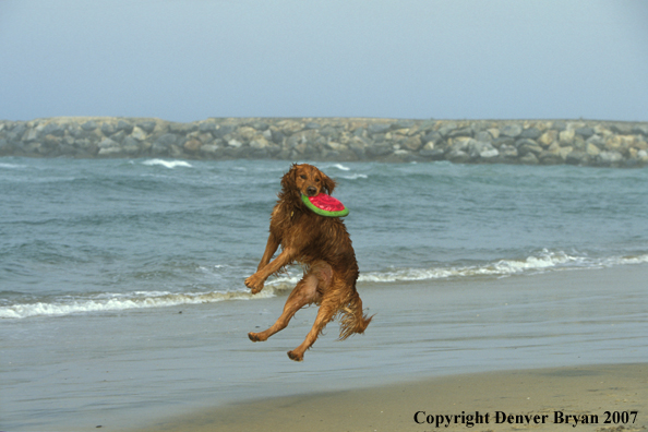 Golden Retriever catching frisbee on beach.