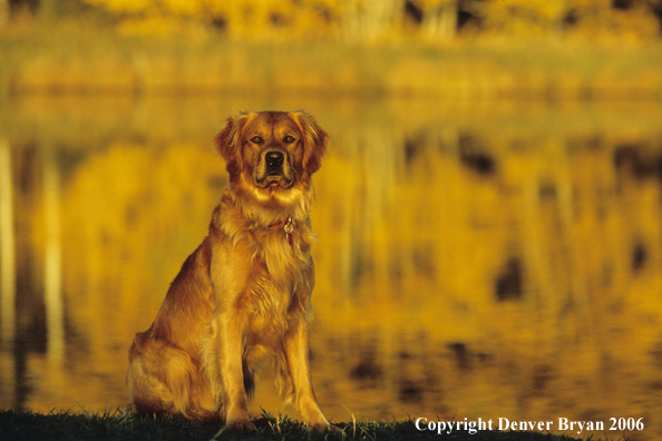 Golden Retriever
